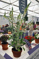 Выставка цветов в Челси 2012 - Chelsea Flower Show 2012