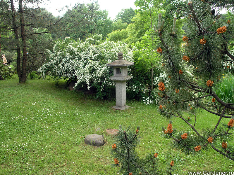 Японский сад» в Главном ботаническом саду имени Н. В. Цицина РАН width=