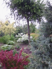 В этом альбоме представляю ещё немного сада, в котором можно заблудиться. Та часть, которую я сфотографировала для вас размещена на 20 "сотках". Имеются в виду все альбомы серии "Свой сад". Светлана Сотникова, ландшафтный дизайнер, Минс ...